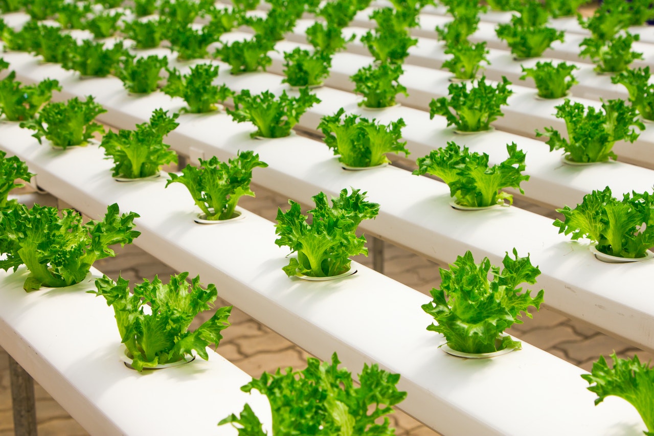 hydroponic lettuce hydroponic lettuce