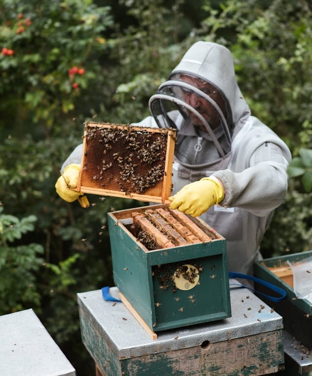 beehive
